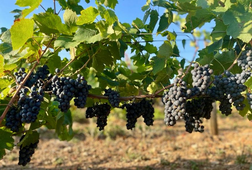 Vignes du Maynes -Parrainage d'un pied de vigne